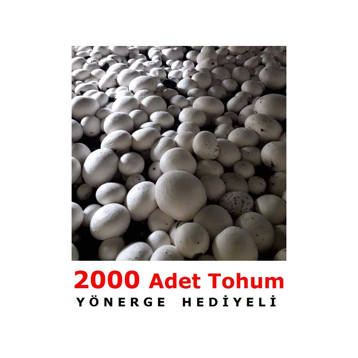 2000 Adet Beyaz Şapkalı Kültür Mantarı Tohumu