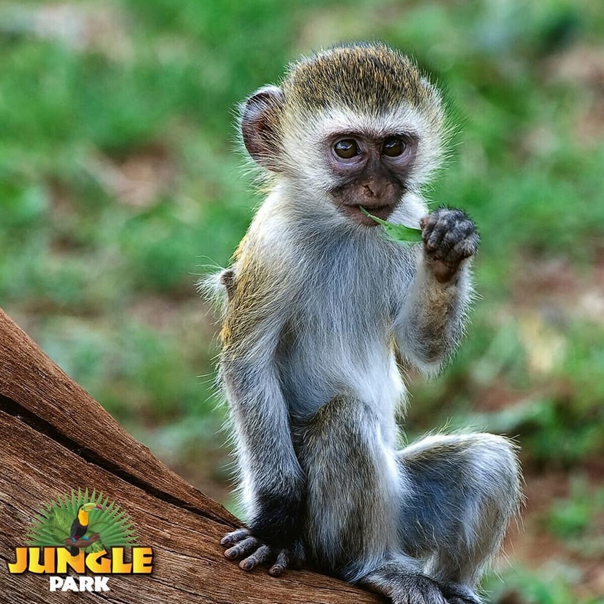 İsfanbul AVM Jungle Park, Safari, Zindan Eğlence ve Heyecan Dünyası Giriş Bileti