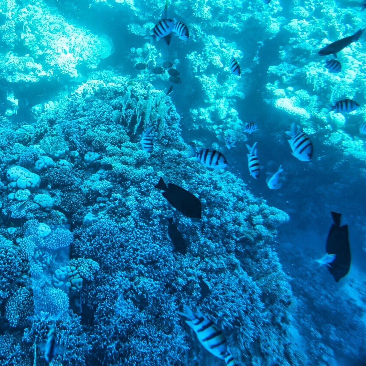 THY ile 4 Gün Vizesiz Her Şey Dahil Konaklamalı Sharm El Sheikh Turu