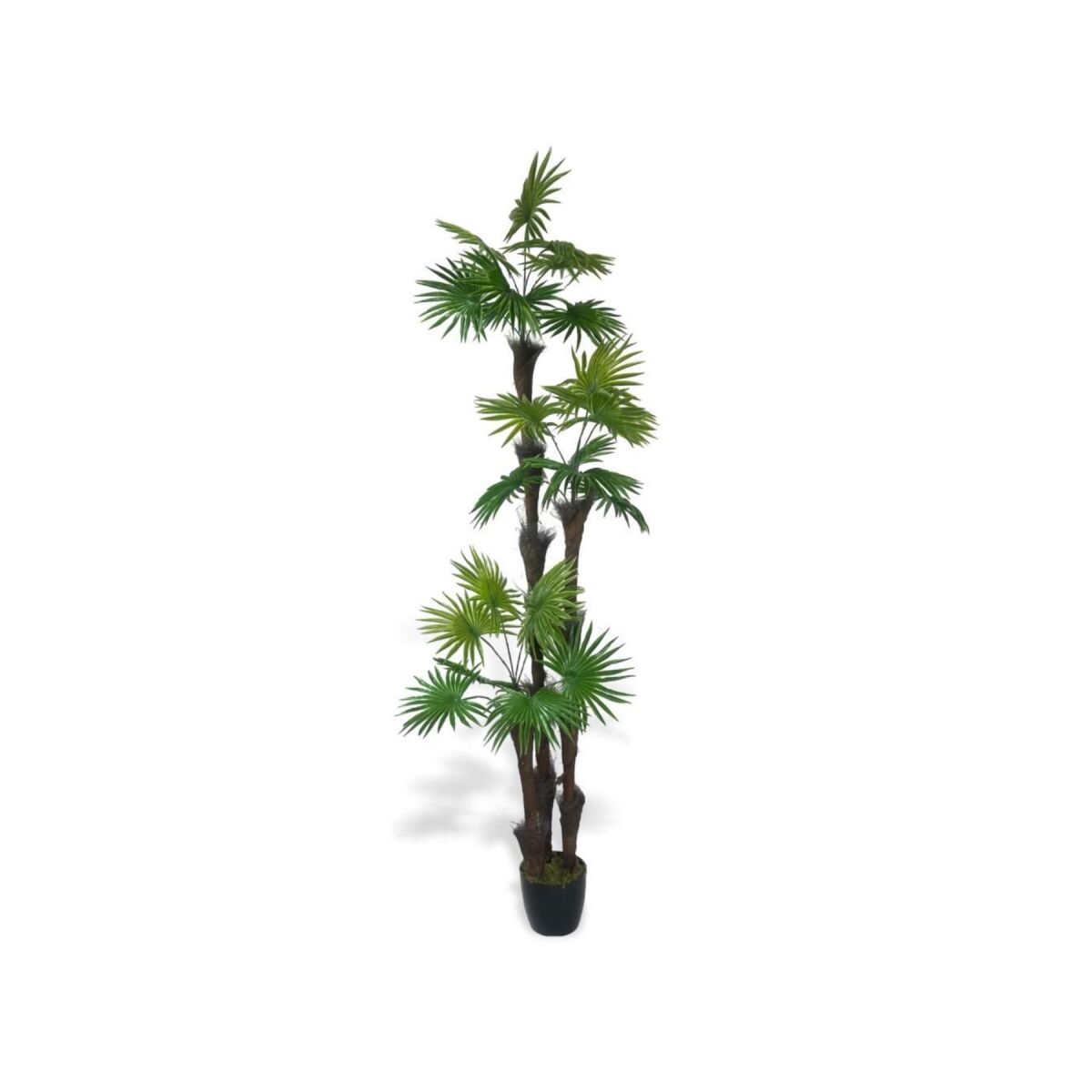 Yapay Ağaç Palmiye Fanpalm 3Katlı 24Yaprak Siyah Plastik Saksıda 165*65Cm