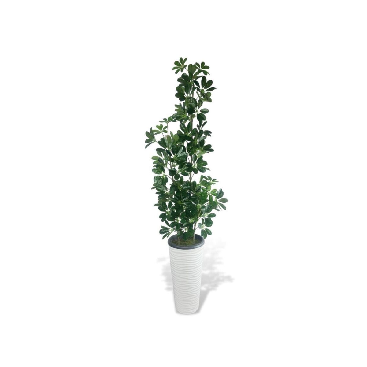 Yapay Ağaç Şeflera 3 Gövdeli 195X60Cm Beyaz Kumsal Vazoda Salon Çiçeği