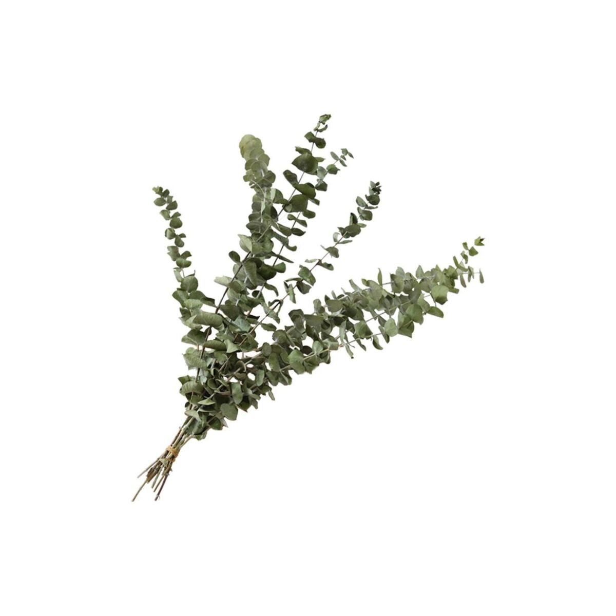 Şoklanmış Okaliptus Stabilize Kuru Çiçek Yeşil 50 Gram