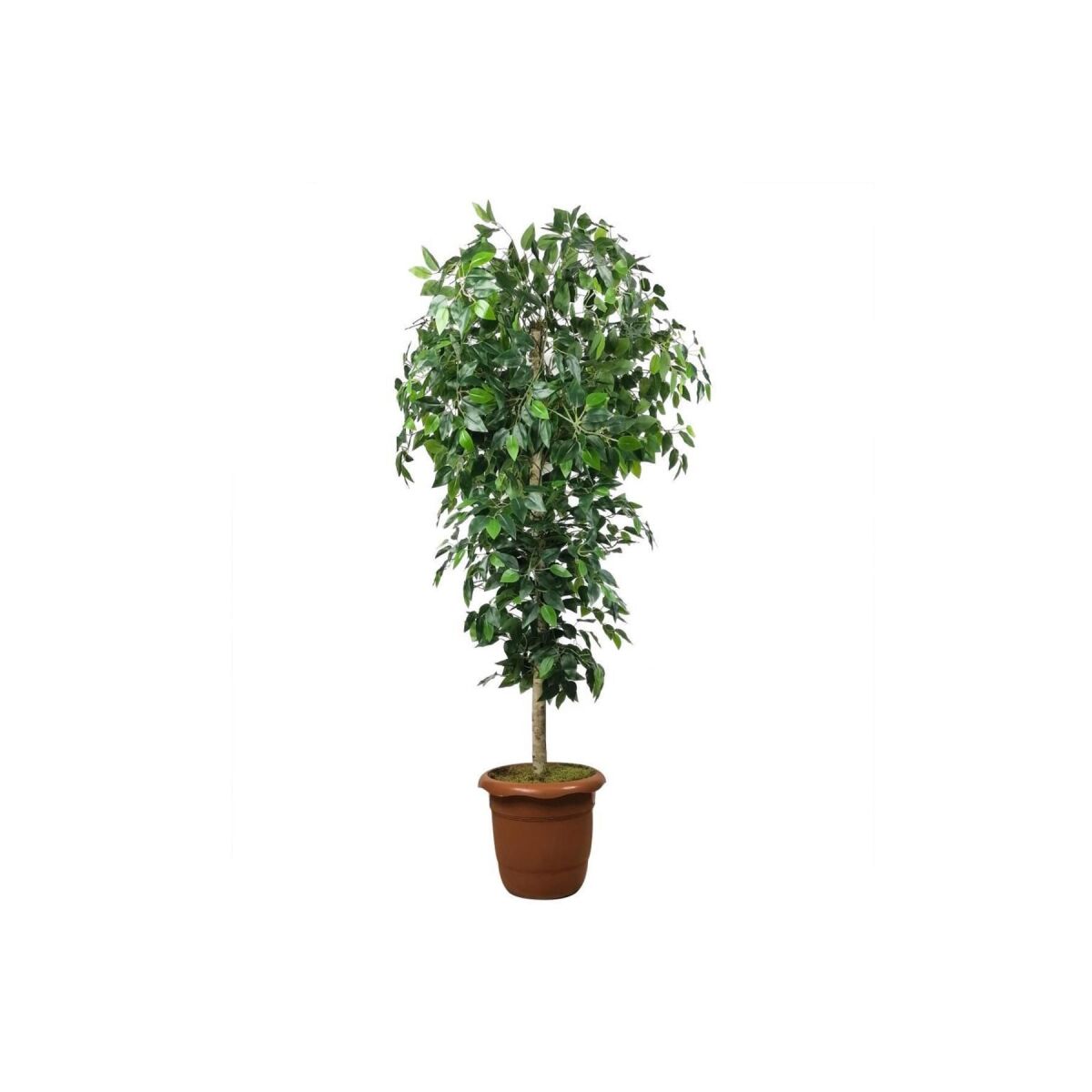 Yapay Ağaç Yeşil Benjamin170 Cm Plastik Saksılı 1.Kalite Yapay Çiçek Dekoru