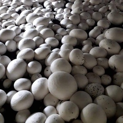 20.000 Beyaz Şapkalı Kültür Mantarı Tohumu + Ekim Poşeti Ve Yönerge