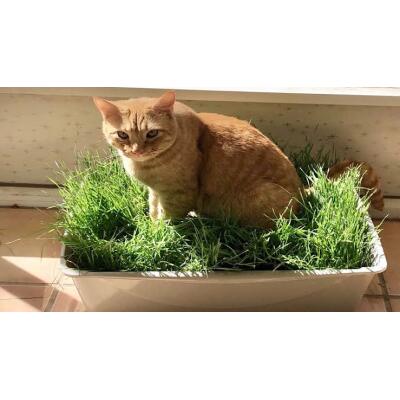 Kedilerin Sevdiği Kedi Çimi Tohumu, 7 Yıl Kök Ömürlü Kedi Çimi