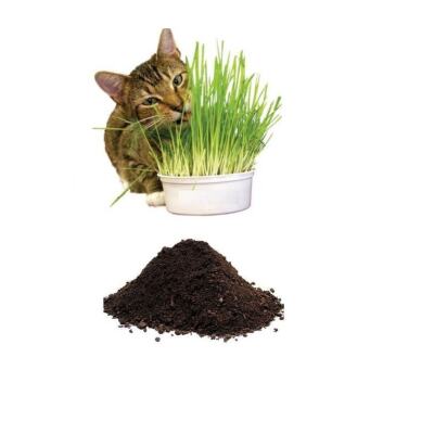 Kedi Çimi Tohumu (10.000 Adet Tohum) Ve Çim Ekim Toprağı (10 Litre)