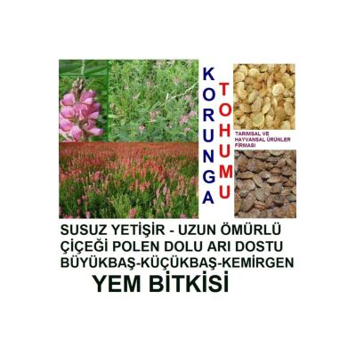 2000 Adet Korunga Kümes Hayvan Yemi Tohumu