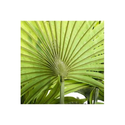 Yapay Ağaç Palmiye Ağacı 180Cm Dev Fanpalm Ağacı 13 Yaprak
