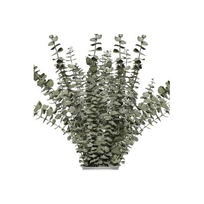 Şoklanmış Okaliptus Stabilize Kuru Çiçek Yeşil 50 Gram