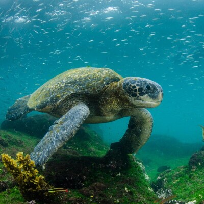 Vizesiz Ekvador, Galapagos ve Kolombiya Turu THY İle 11 Gece 13 Gün