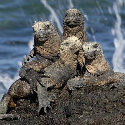 Vizesiz Ekvador, Galapagos ve Kolombiya Turu THY İle 11 Gece 13 Gün