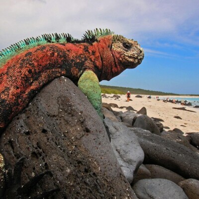 Vizesiz Ekvador, Galapagos ve Kolombiya Turu THY İle 11 Gece 13 Gün